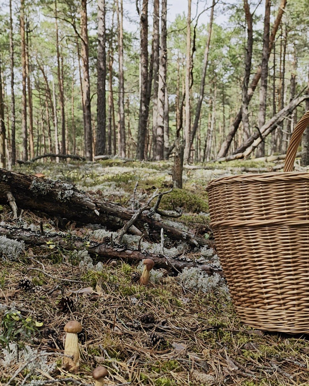 Priežu meža zemsedze ar baravikām, sūnām un pinuma sēņošanas grozu
